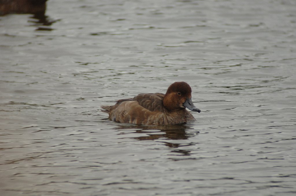 Duck, Redhead, 2010-01318346 St. Petersburg, FL.JPG - Redhead. A lake on Pinellas Bayway S. and W. Shores Blvd, St. Petersburg, FL, 1-31-2010